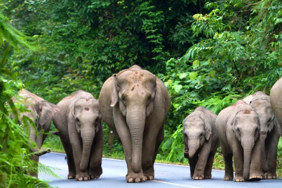 best elephant sanctuaries in thailand