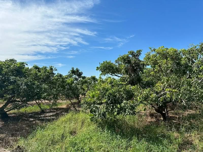 Beautiful longan orchard for sale, 10-0-59 rai, Nong Tong, Hang Dong, Chiang Mai., chiang-mai