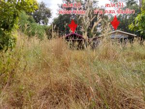 Land with Building in Si Wilai, Bueng Kan