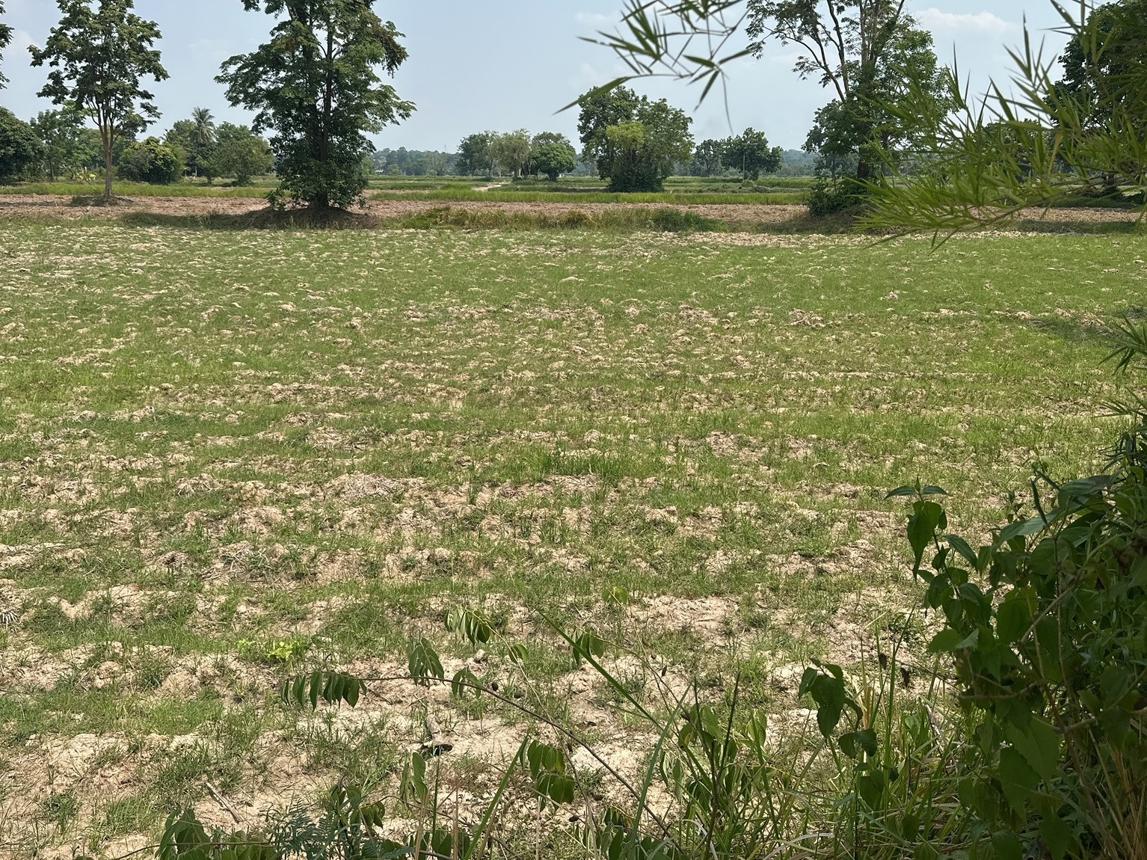 Vacant Land in Kalasin, Kalasin Municipality, Kalasin Province