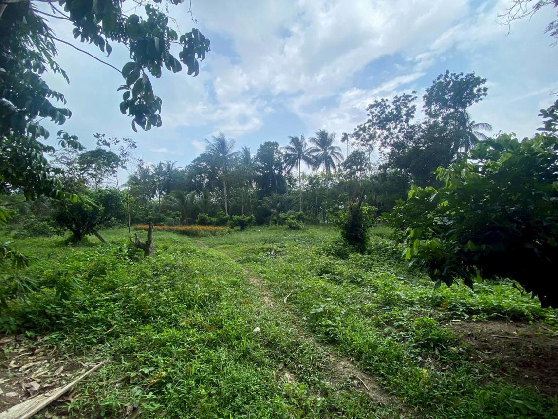 Vacant land outside Patthalung Project, Patthalung City, Patthalung Province