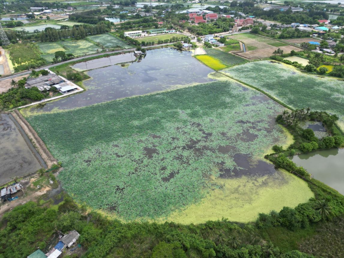 Vacant land, vacant land, Kamphaeng Saen, Nakhon Pathom